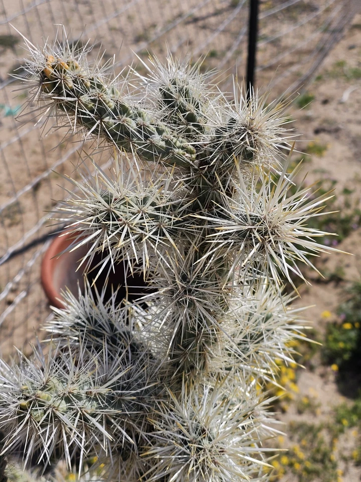 Dried Silver Cholla Branches – Cylindropuntia echinocarpa for Crafts, Desert Decor, Terrariums, Art Projects