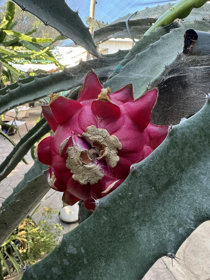 Dragon Fruit Cuttings Pitaya Cactus 15–18 Inch Unrooted Cuttings, Mixed Variety for Planting