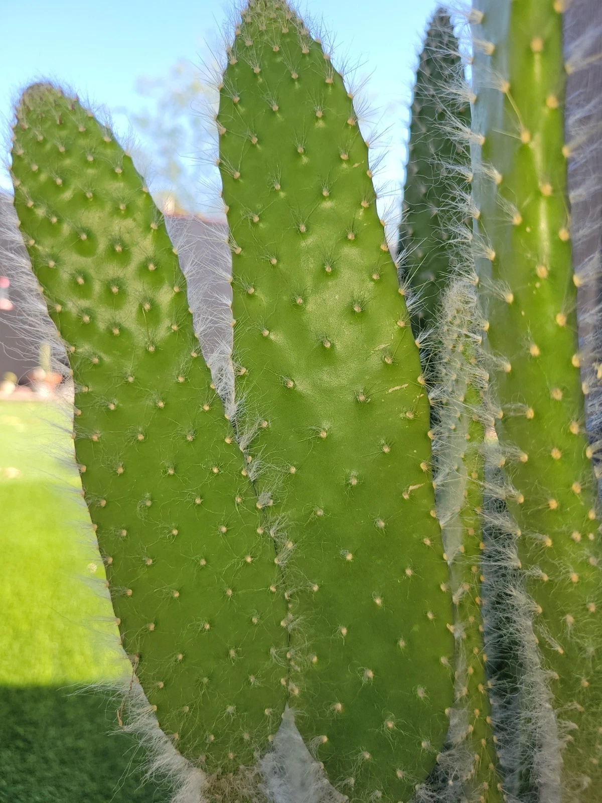 Opuntia Snow White Prickly Pear Cactus Cutting Live, 1 Pad for Propagation, Ornamental Succulent, Opuntia spp.