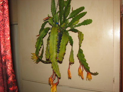 Epiphyllum “Frühlings Gold” Cactus Cutting – Epiphytic Orchid Cactus Cutting for Indoor Growing