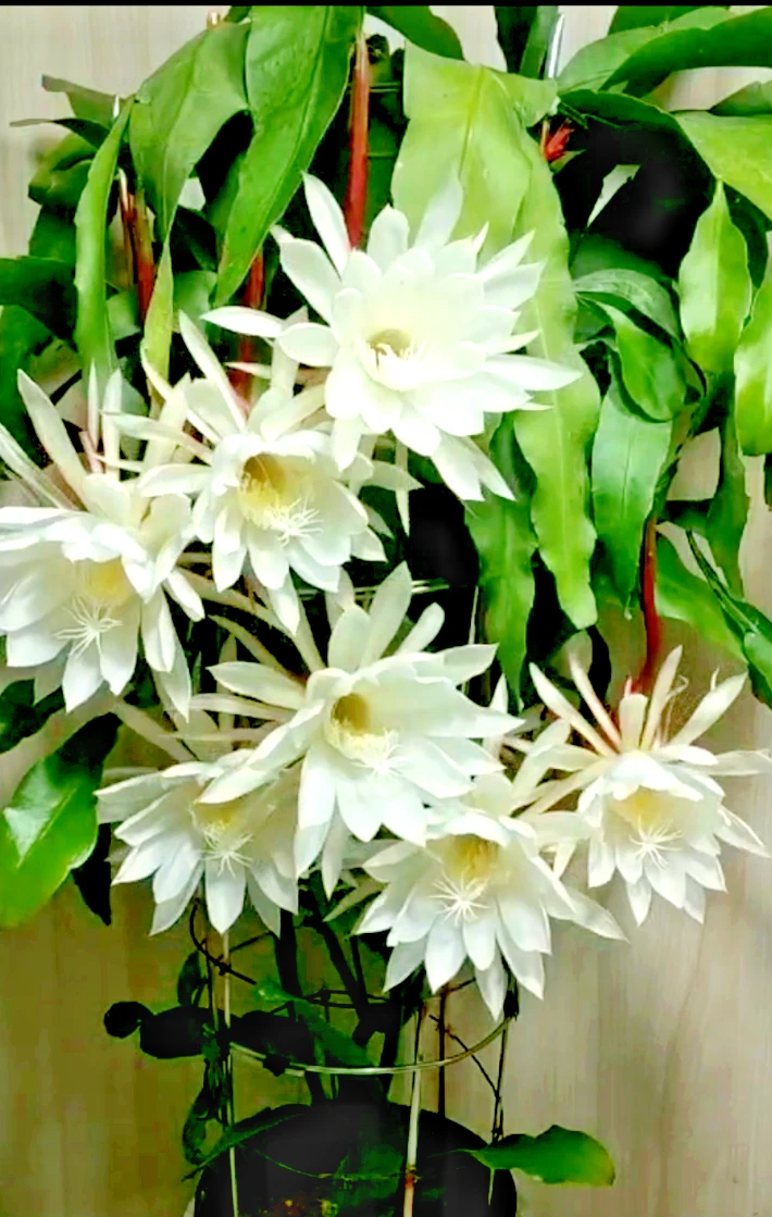 Night Blooming Cereus Cuttings Live – Epiphyllum oxypetalum, 8-10 Inch Unrooted Propagation Cuttings