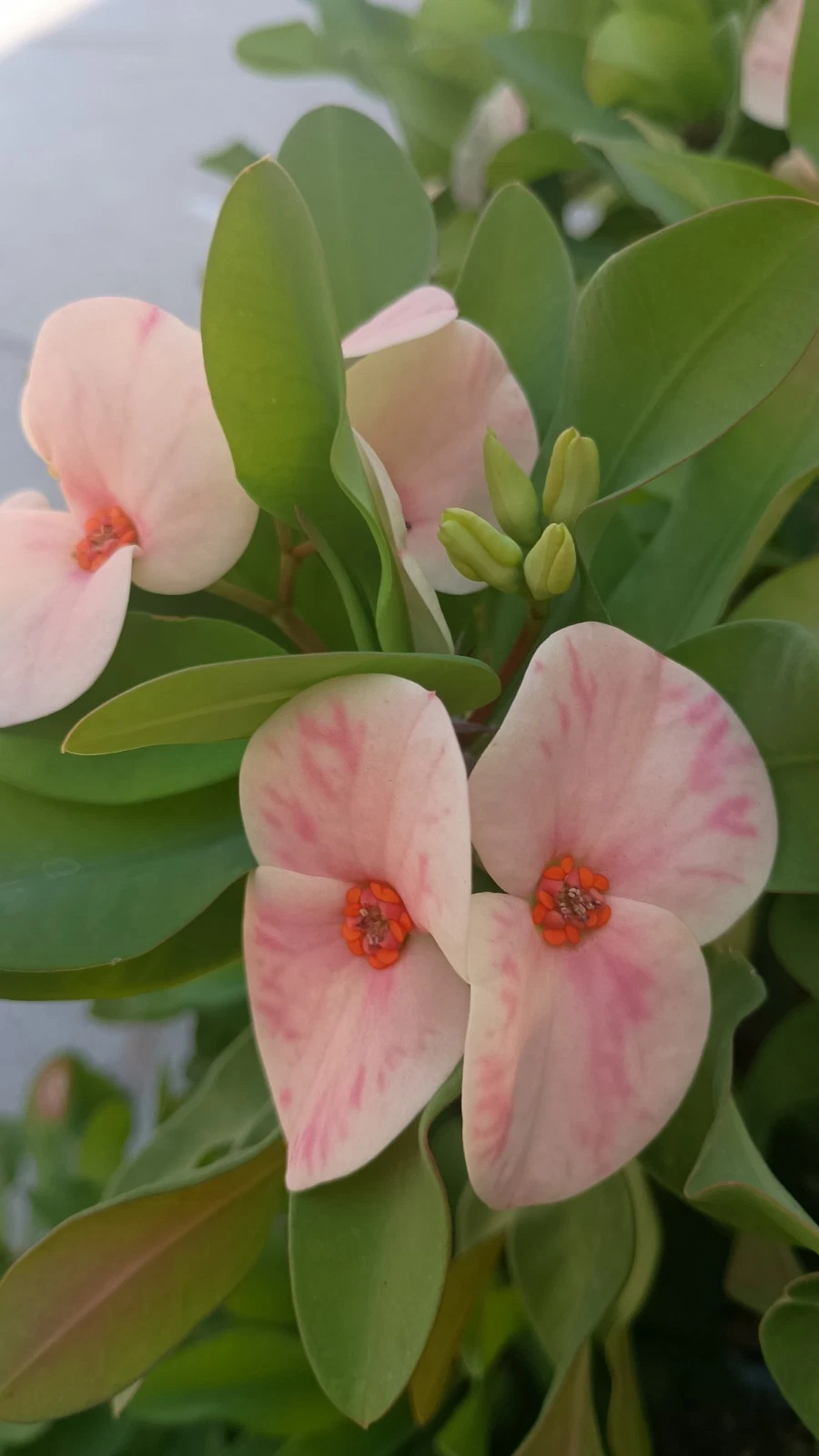 Yogurt Orchid Crown of Thorns Cutting – Euphorbia Milii Live Plant Propagation Unrooted Succulent Shrub
