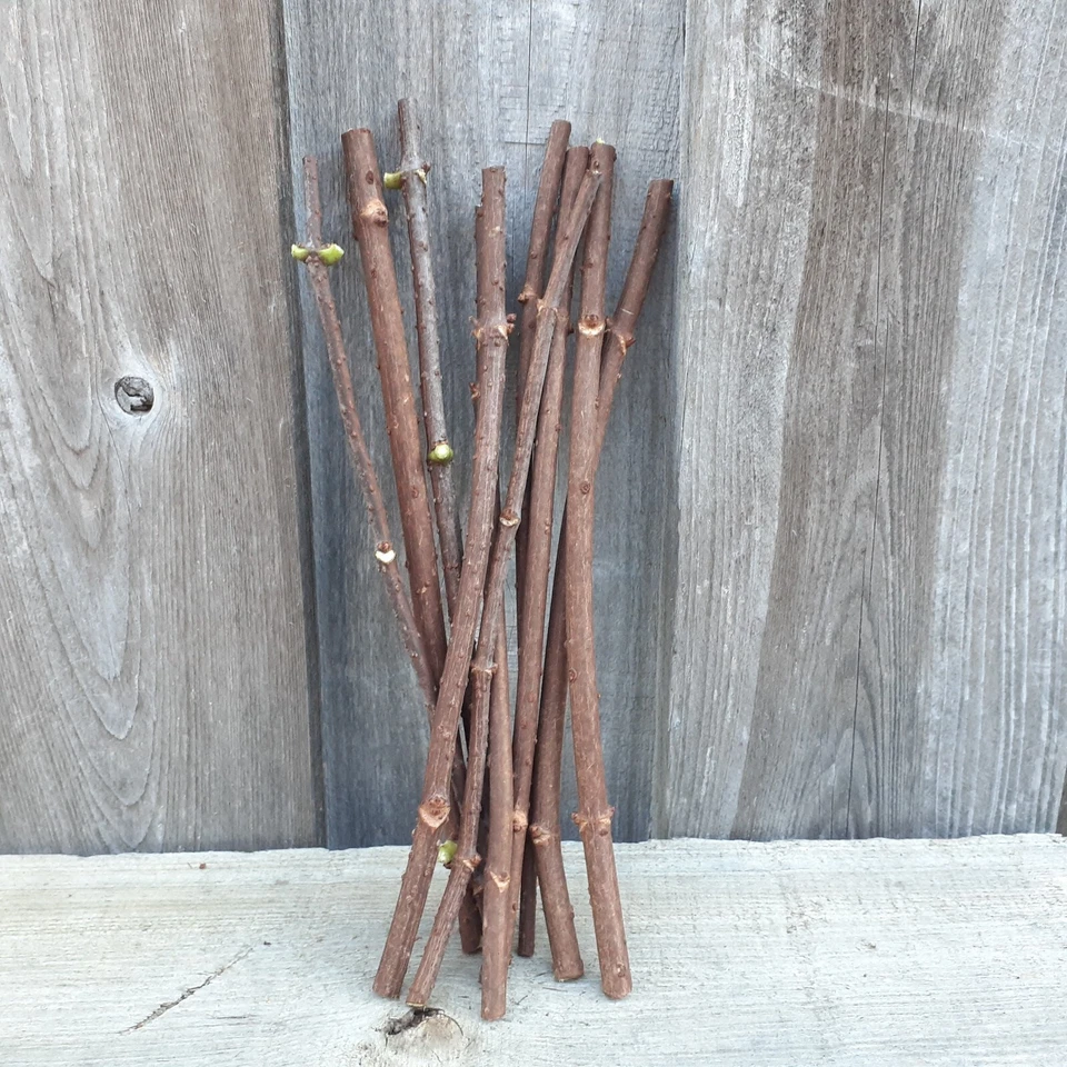 Adams American Elderberry Cuttings – 8 Unrooted Sambucus canadensis Propagation Cuttings, 8–10 Inches