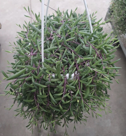 Othonna Capensis Ruby Necklace Cuttings for Planting – 5 Unrooted Hanging Succulent Stems, 3–4 Inch