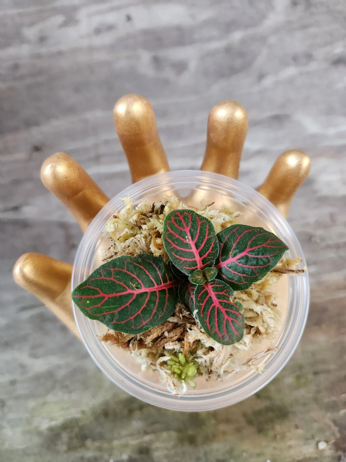 Red Fittonia Cutting in Propagation Cup for Terrariums and Indoor Mini Gardens - Fittonia albivenis