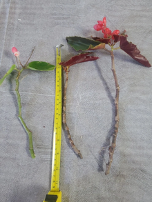 Angel Wing Begonia Cuttings – 3 Fresh Cane Begonia Cuttings with Torch and Pink Varieties for Propagation
