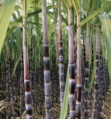 Dark Purple Sugarcane Rooted Cuttings – 5 Live Saccharum officinarum Pieces for Propagation and Planting