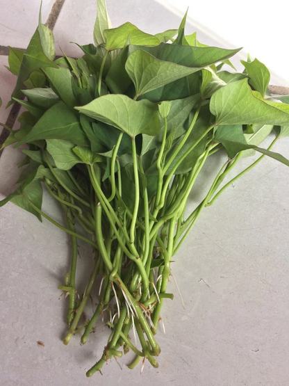 Okinawa Purple Sweet Potato Slips – 10 Live Unrooted Ipomoea Batatas Cuttings for Planting