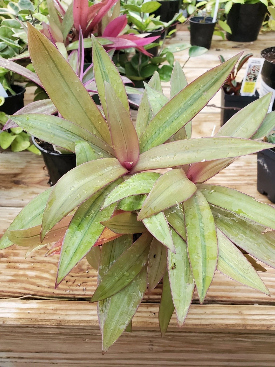 Tradescantia spathacea Sitara’s Gold Cuttings – Live Houseplant Propagation, Colorful Foliage, Indoor Gardening