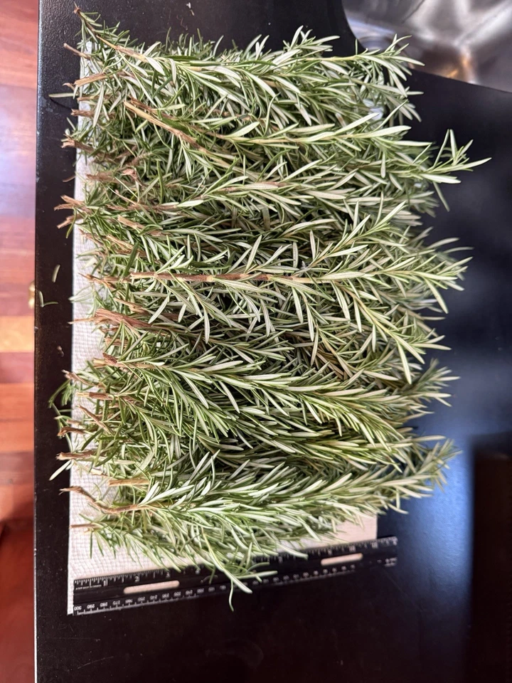 Fresh Organic Rosemary Cuttings – 10 Live Rosmarinus officinalis Stems for Planting, Propagation & Culinary Use