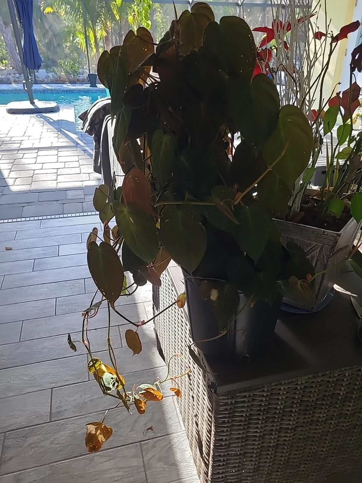 Live Philodendron Micans Cutting – 2 Node Starter, Velvet Leaf Indoor Vine, Green to Bronze, Philodendron hederaceum