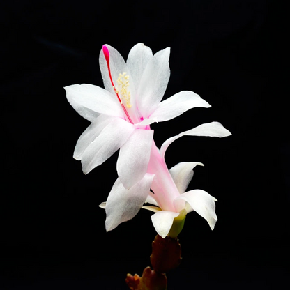 White Thanksgiving Cactus Cuttings – 4 Unrooted Schlumbergera truncata Segments for Indoor Houseplant Propagation