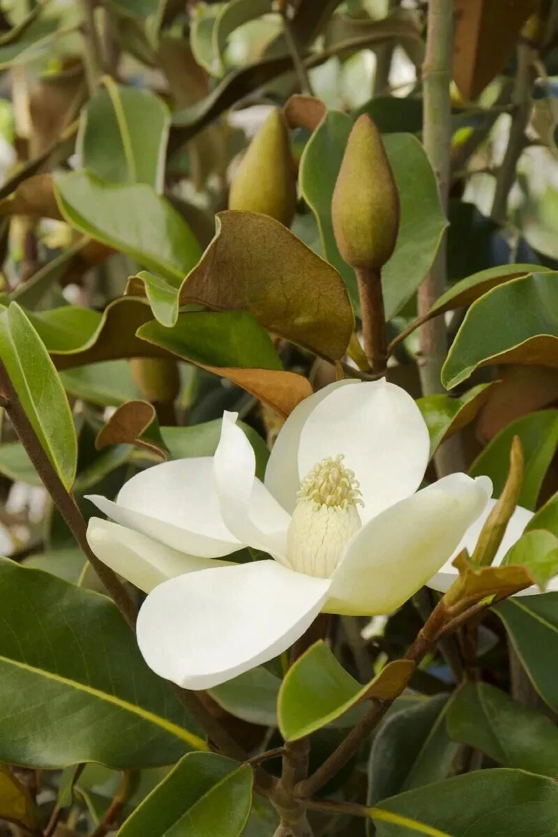 Magnolia grandiflora 'Bracken’s Brown Beauty' Unrooted Cuttings – Evergreen Tree Propagation for Grafting or Rooting