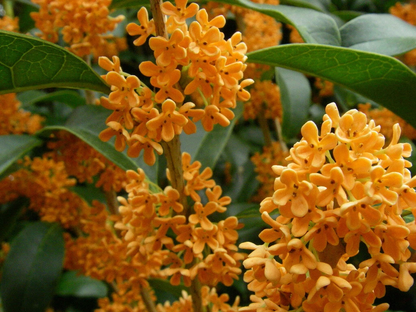 Osmanthus fragrans ‘Apricot Echo’ Live Plant – Rooted Sweet Olive Starter with Apricot-Scented Blooms