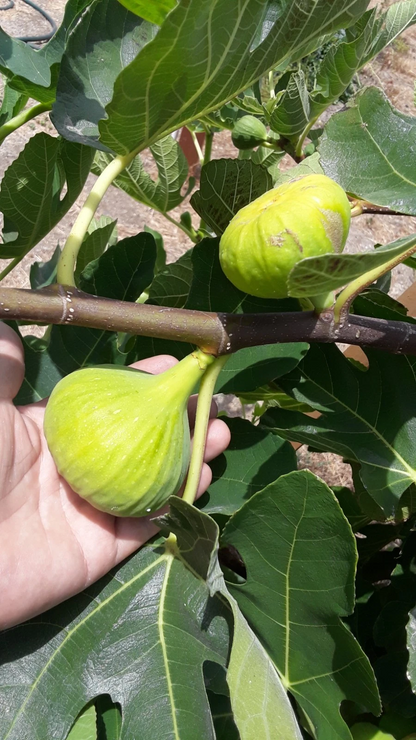 LSU Gold Giant Fig Cuttings for Planting – 3 Fresh Ficus Carica Stems, Fruit Fig Variety
