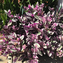 Tradescantia Nanouk Cuttings Set of 7 Live Pink Purple Houseplant Starters