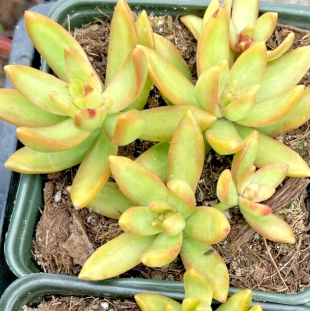 Sedum adolphii Golden Glow Succulent Cuttings – 3 Live Propagation Plantlets with Yellow Rosette Foliage