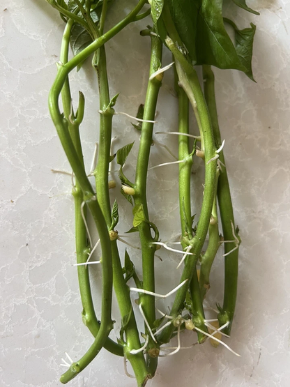 Sweet Potato Slips – 8 Rooted Vine Cuttings – Live Plant Slips Ready for Planting