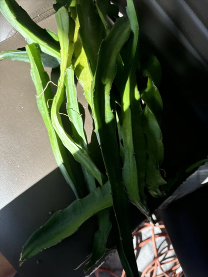 Physical Graffiti Dragon Fruit Cuttings – 8+ Inch Live Hylocereus Variety – Fresh Stem Cuttings for Planting