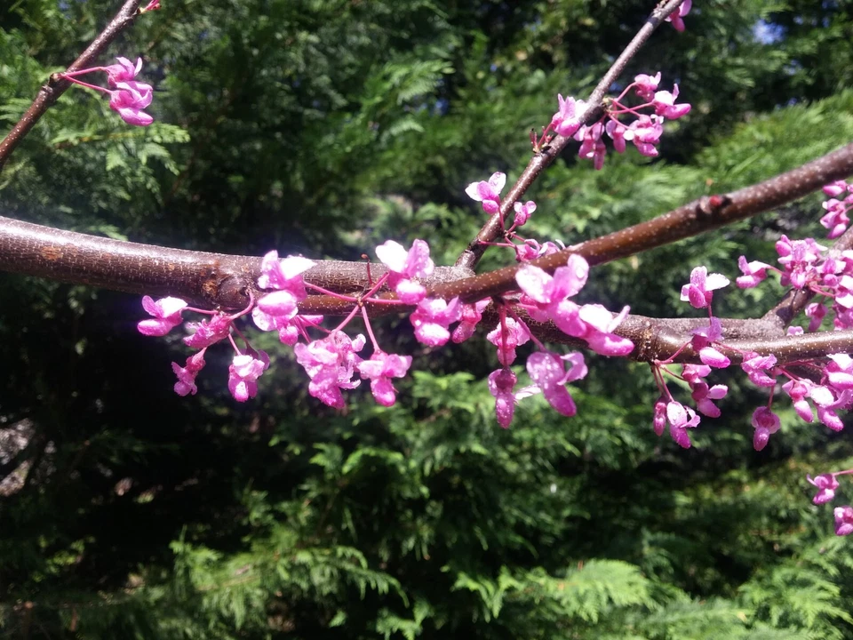 Eastern Redbud Tree Cuttings 15 Count Cercis canadensis Unrooted Propagation Stems for Landscaping