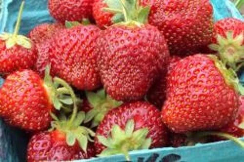 Honeoye Strawberry Plants Lot of 10 - Junebearing Fragaria ananassa 'Honeoye' - Disease Resistant, Self-Pollinating