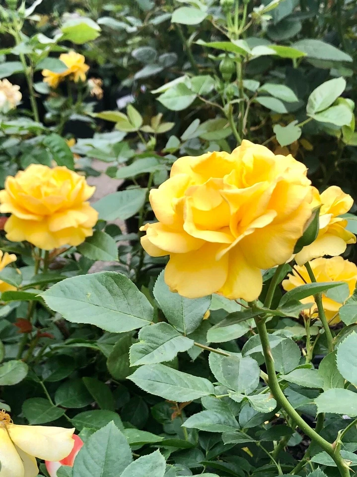 Yellow Texas Rose Cuttings – 3 Unrooted 6–8" Live Rose Stem Propagation for Garden, Flower Bed, Landscape, Rosa Hybrid