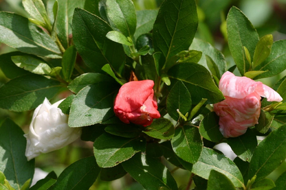 Tama no Hada Azalea Rhododendron – Deciduous Starter Plant – Multi-Color Blooms