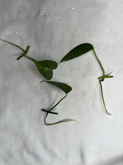 Golden Pothos Rooted Cuttings – 4 Healthy Epipremnum Aureum Starts, Fast Growing Indoor Trailing Plant