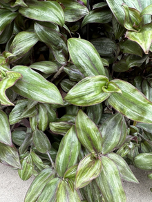 Tradescantia Zebrina ‘Red Gem’ Cuttings – 5 Unrooted ssp. discolor Cuttings, Purple Red Trailing Houseplant
