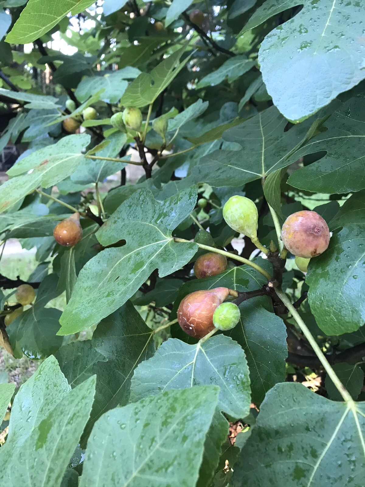 Brown Turkey Fig Tree Cuttings – 6-8 Inch Ficus Carica Propagation Cuttings for Gardening