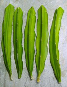 Dragon Fruit Pitaya Cuttings – 3+ Live 8–10 Inch Rooted Cuttings, Self-Fertile Variety, Tropical Climbing Cactus