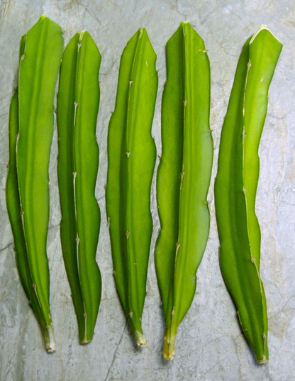 Dragon Fruit Pitaya Cuttings – 3+ Live 8–10 Inch Rooted Cuttings, Self-Fertile Variety, Tropical Climbing Cactus
