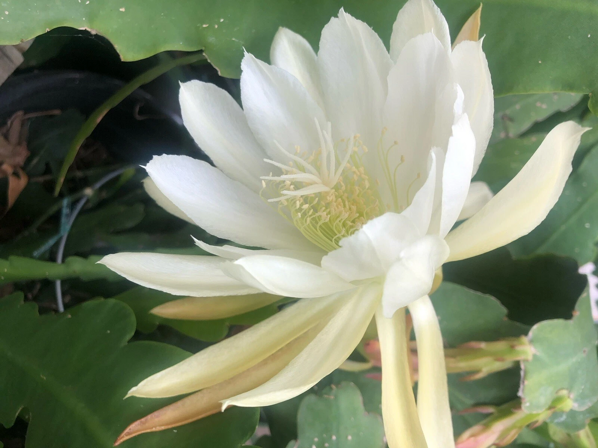Epiphyllum White Shining Orchid Cactus Cuttings – 2 Live Unrooted Propagation Cuttings, Indoor & Greenhouse Growing