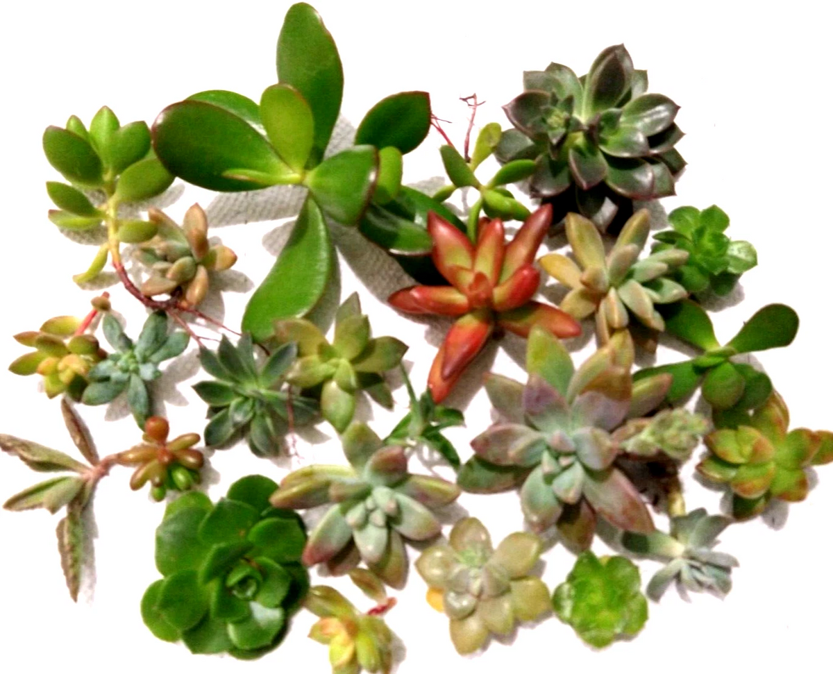 Assorted Succulent Cuttings Lot – 15 Live Unrooted Succulent Propagation Plants, Various Varieties & Colors