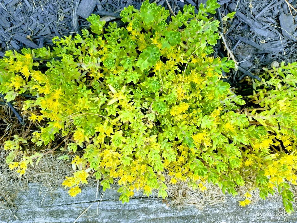 Creeping Sedum Cuttings – 49 Live Groundcover Succulent Starts, Mixed Sizes 1-5 Inches, Drought-Tolerant Perennial for Rock Gardens