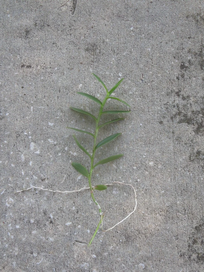 Ground Orchid Epidendrum Live Cuttings – 5 Orange Orchid Stems with Aerial Roots for Planting