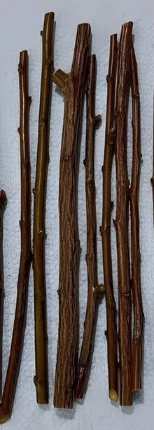 Plum Fruit Tree Unrooted Cuttings – 3 Live Fresh Plum Stems, Prunus Variety for Home Garden Propagation