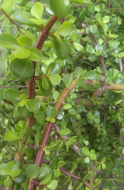Elephant Bush Succulent Cuttings – 3 Unrooted Portulacaria Afra Cuttings, 5–6 Inch Jade Bush for Propagation