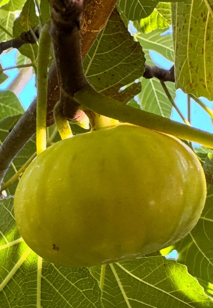 White Marseilles Fig Cuttings Fresh Unrooted, Ficus carica Scions for Propagation Set of 6
