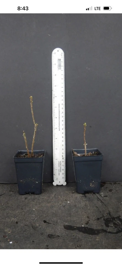 Gibraltar Deciduous Azalea – Rhododendron ‘Gibraltar’ Small Rooted Starter Plant for Garden Planting