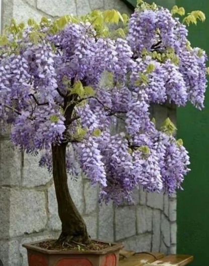 Blue Moon Wisteria Unrooted Cuttings – Wisteria macrostachya Vine, 3 Fresh Cuttings 6–8 Inches Long