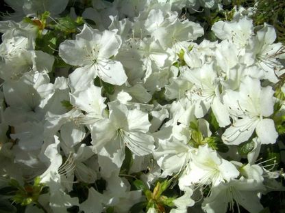White Azalea Cuttings Unrooted, Rhododendron Azalea Bush Plant for Propagation Set of 7