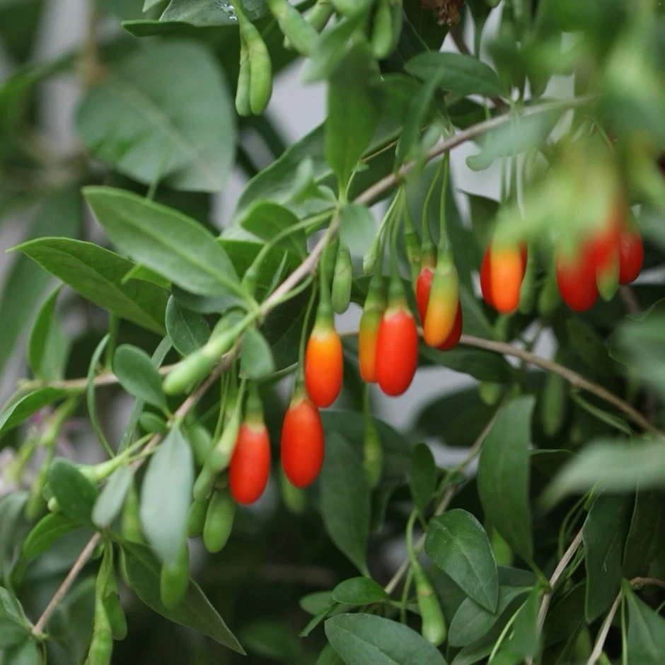 Goji Berry Plant in Pot – Live Lycium barbarum Fruiting Shrub for Garden or Containers