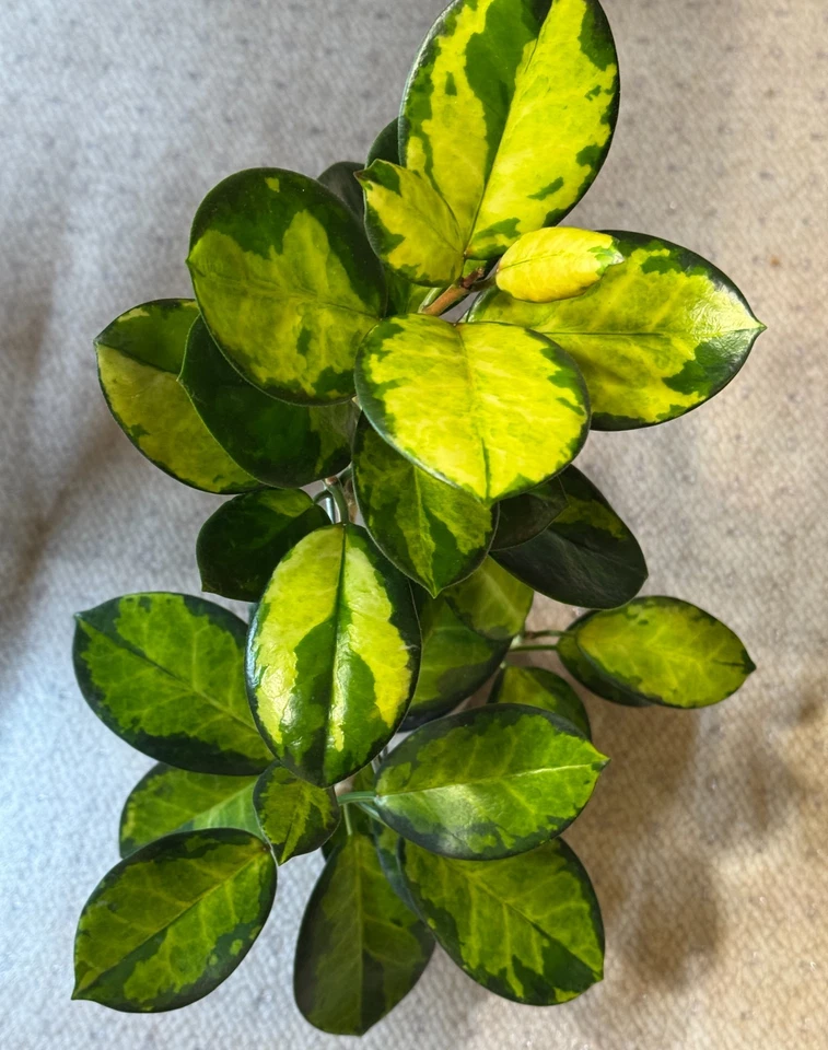 Hoya Australis Lisa Variegated Wax Plant Live Single Node Cutting for Propagation