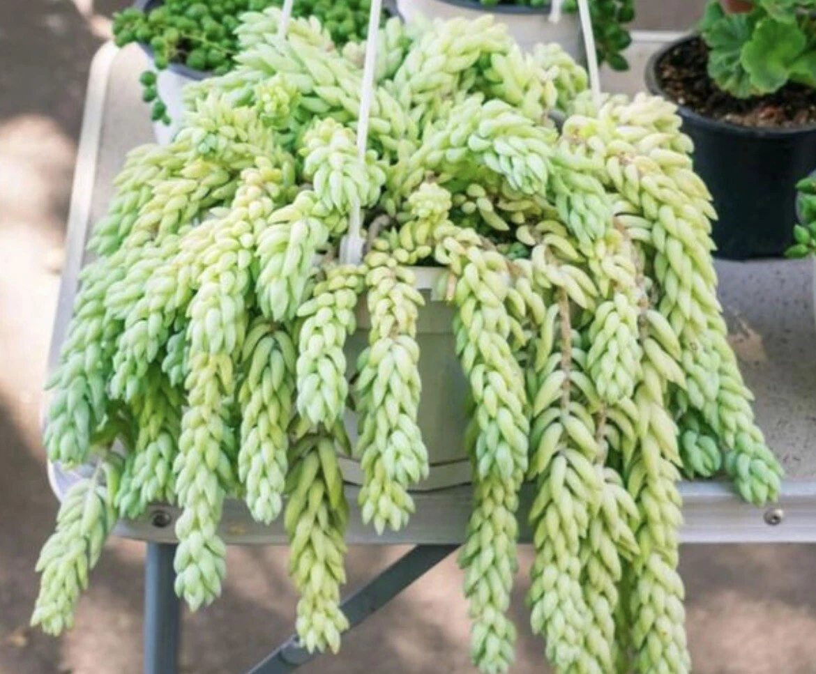 Succulent Cutting - Burro’s Tail (Sedum morganianum) Live Plant for Propagation, Indoor & Hanging Gardens