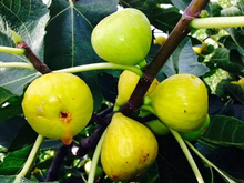 White Marseille Fig Cuttings – 2 Fresh Ficus Carica Cuttings for Propagation, Includes Willow Water