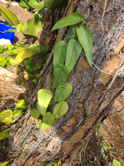 Cebu Blue Pothos Unrooted Cutting – Epipremnum pinnatum 4 Node Trailing Houseplant Cutting for Propagation