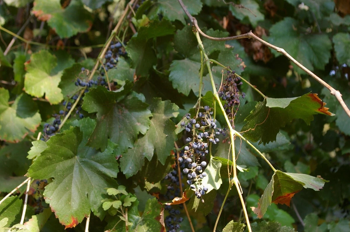 Wild Grape Vine Cuttings – 5 Unrooted Vitis Stems for Propagation – Naturally Grown, Never Sprayed, Climbing Vine for Garden Trellises