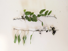 Microgramma Climber Fern Vines – 5 Bare Tiny Fern Cuttings, 3 Inch Mini Epiphytic Fern for Terrarium Growing
