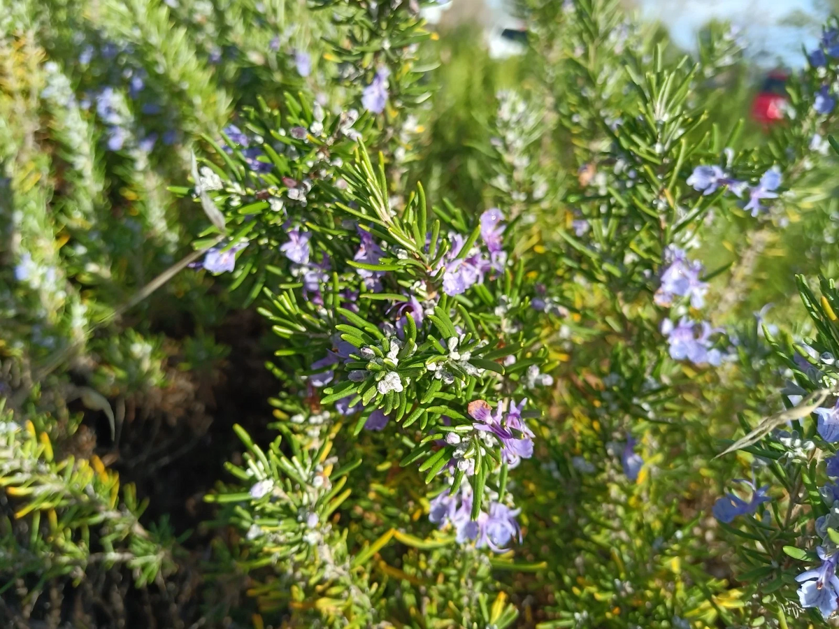 Organic Rosemary Live Cuttings – 12 Fresh 10" Herb Stems for Planting | Salvia rosmarinus | Aromatic Herb Starter Plants